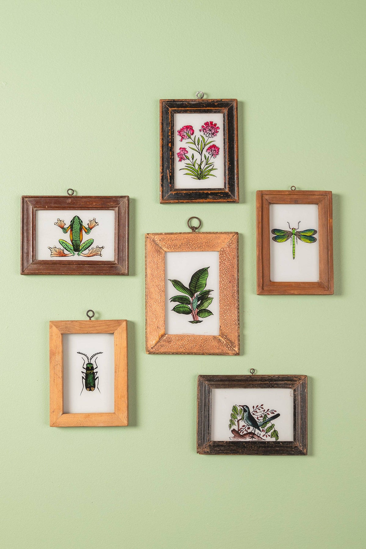 Daisy Snow - Small Old Wood Frame with Botanical/Wildlife Painting
