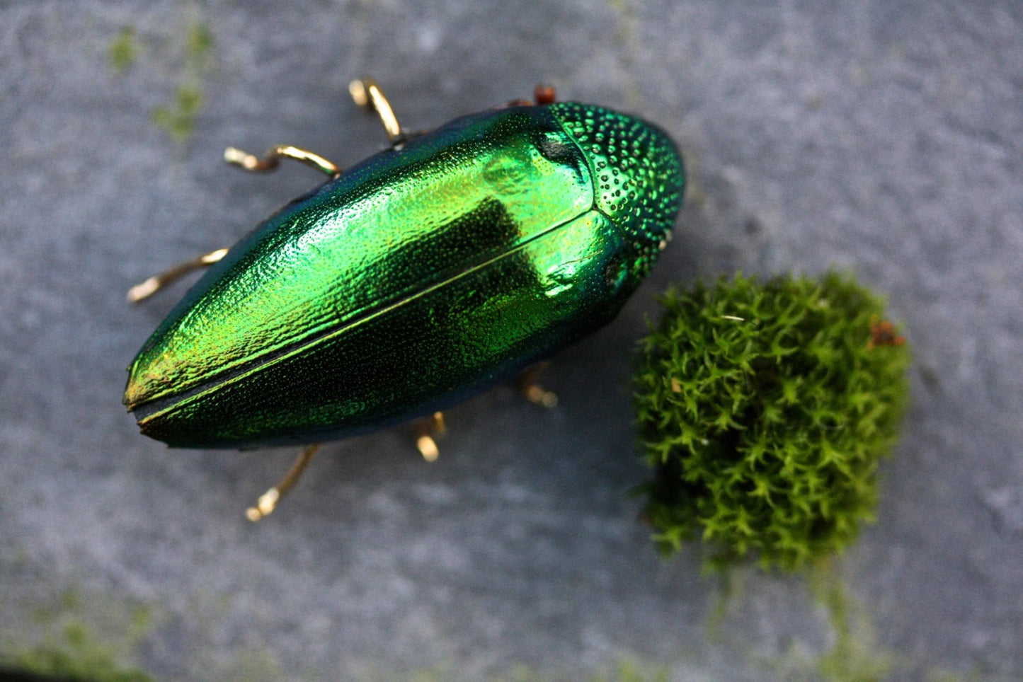 Iridescent Beetle Brooch - by Palomita Jewellery