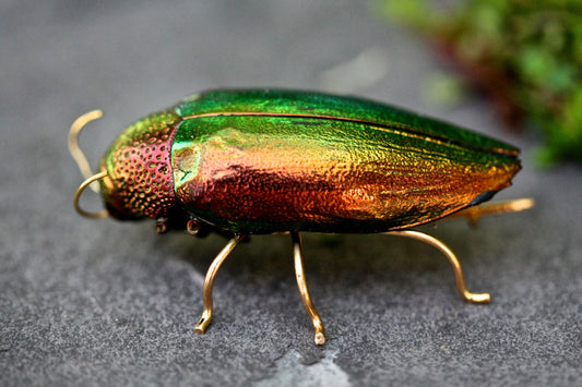 Iridescent Beetle Brooch - by Palomita Jewellery