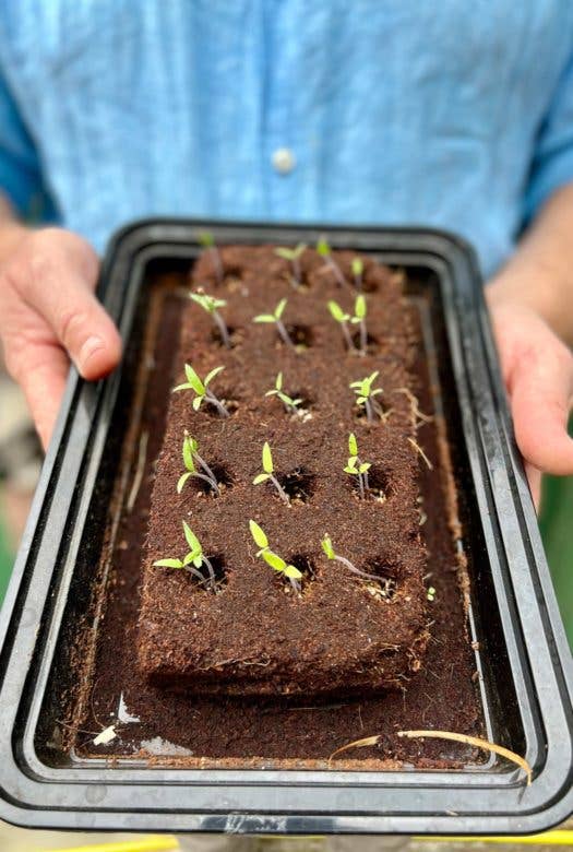 Growbar - The Bee Growbar
